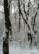 Wald1