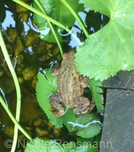 Ein Goldgelockter-Giganten-Greisling bei uns im Garten.